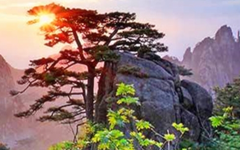 粉象生活粉丝怎么增加