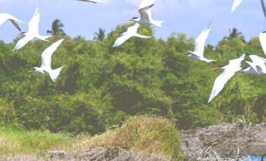 粉象生活怎么赚钱的