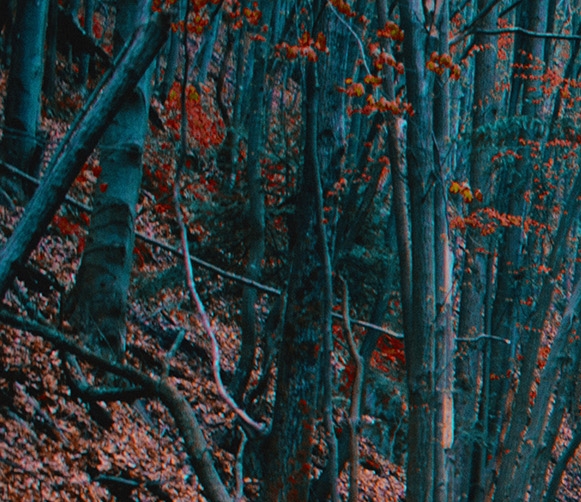 安徽品质粉象生活推广