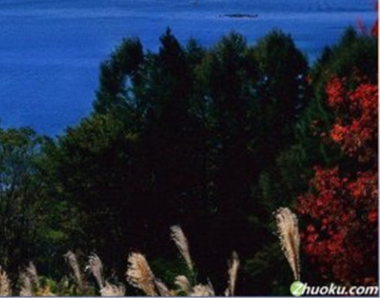 粉象生活推广文章