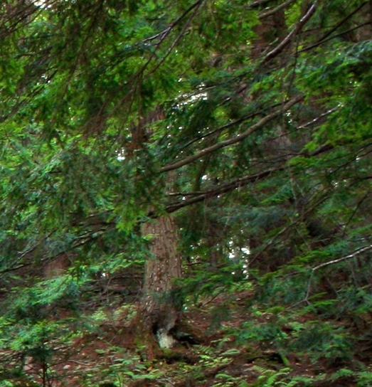 粉象生活不是vip可以得佣金吗