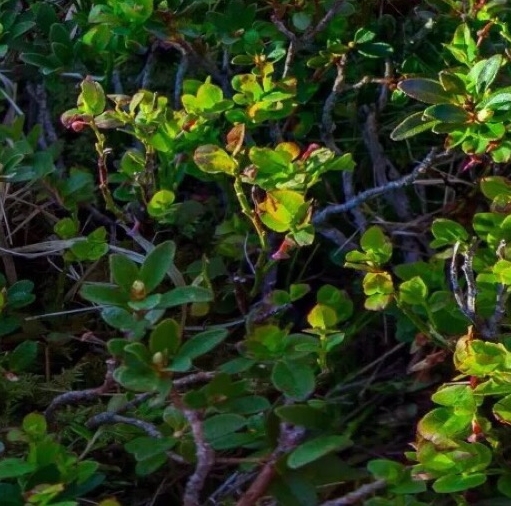 粉象免费赠送vip