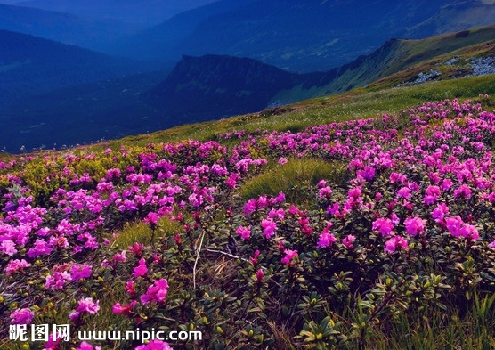 粉象生活需要加盟费吗
