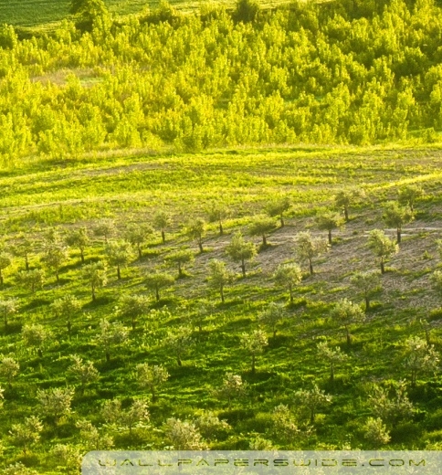 粉象这个平台合法吗