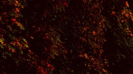 粉象生活佣金模式