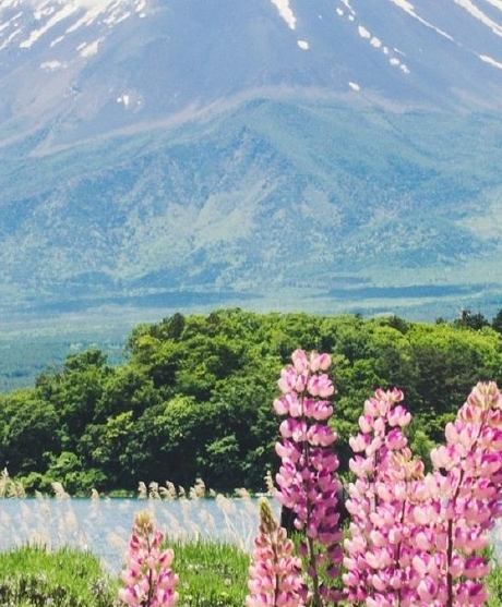 粉象生活粉丝怎么增加