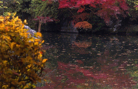 粉象生活加油可以开发票吗