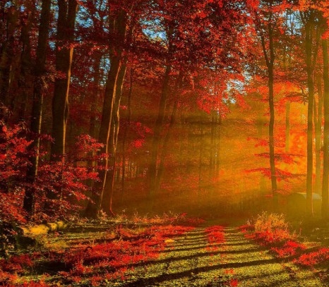 粉象多小程序锁粉