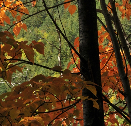 粉象生活是什么?