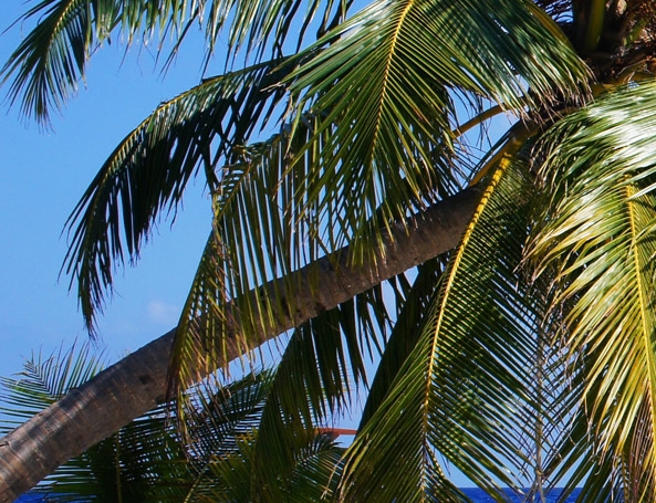 粉象生活具体怎么做