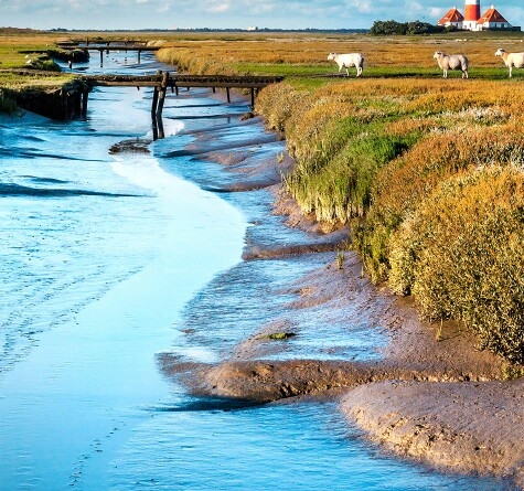 粉象啤酒怎么样
