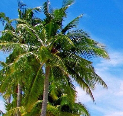 粉象生活淘宝海报