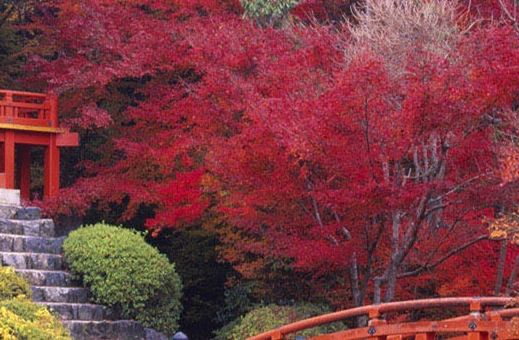 临沧粉象生活app