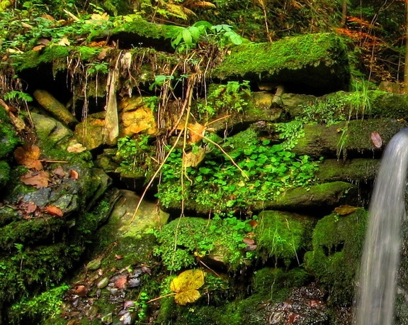 粉象生活邀请码在哪里填写
