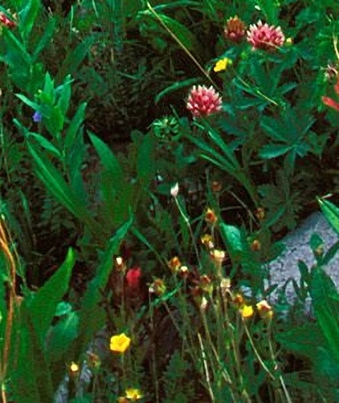 粉象生活买礼包