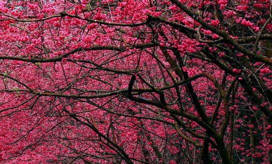 粉象指的是什么东西