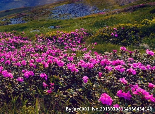 粉象生活安全可靠吗