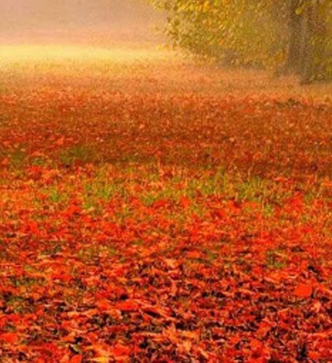 粉象生活官方APP邀请码