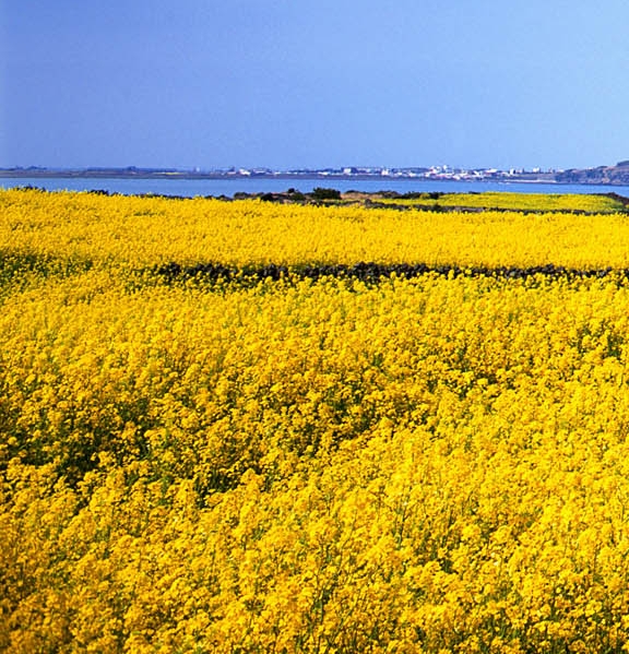 湖南口碑好的粉象生活推广