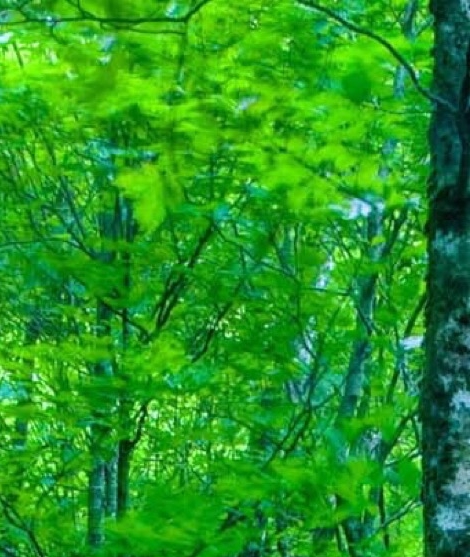 粉象生活下载app