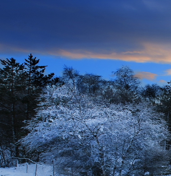 蜜源和粉象生活哪个好
