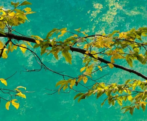 粉象生活分现金看完视频