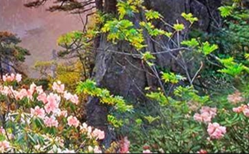 广东正规粉象生活邀请人