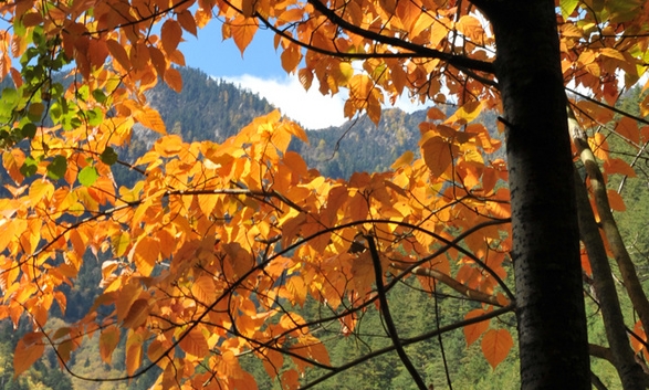 安徽粉象生活收入