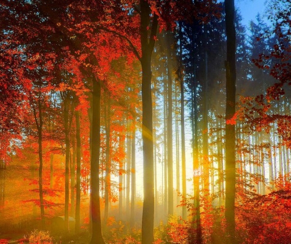 粉象生活下载app