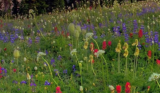 粉象生活合法吗
