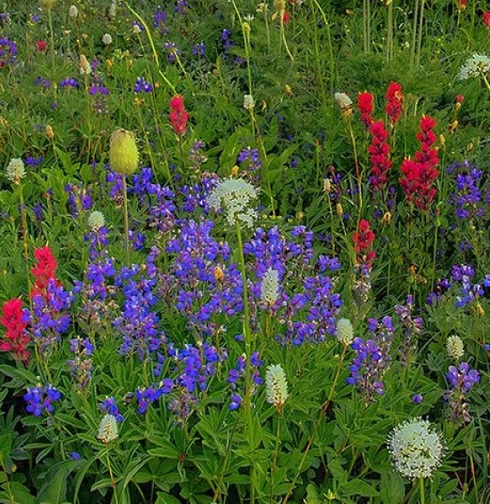 秋姑娘卡通图片