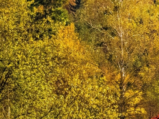 郑州粉象生活邀请码是多少