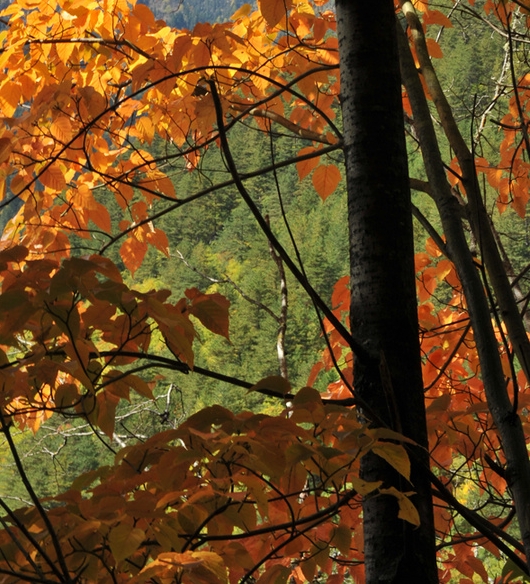粉象生活新手怎么做