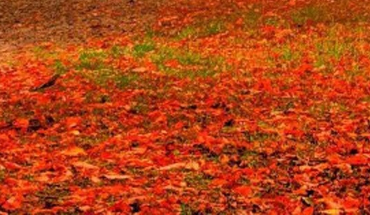 粉象生活粉丝怎么增加