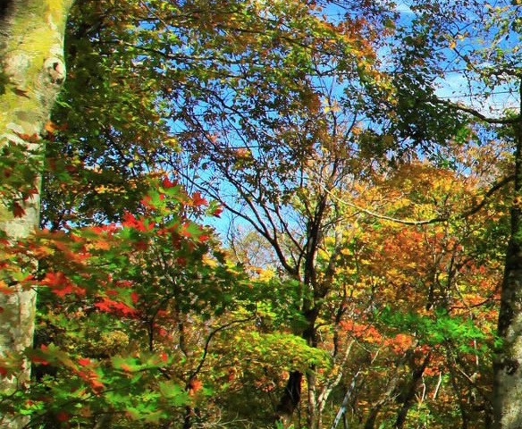 粉象生活的分享和引流方法