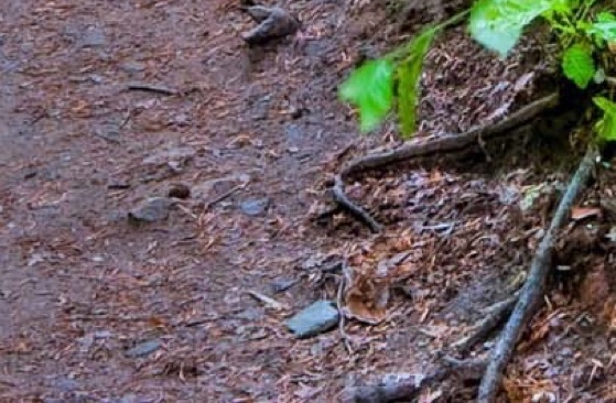 粉象生活推广榜