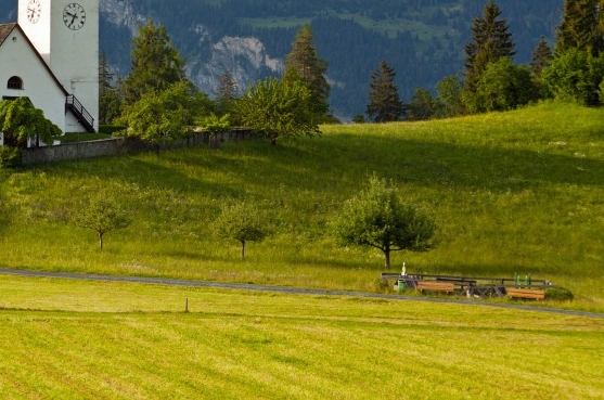 如何选择全麦粉