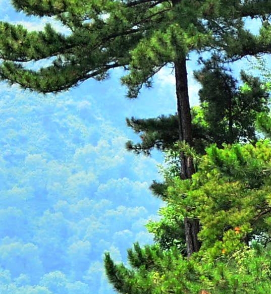 粉象生活怎么赚钱的