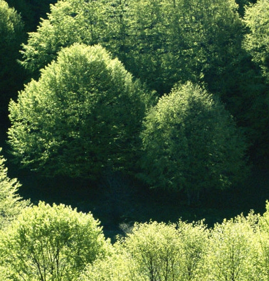 粉象生活加入店铺费用