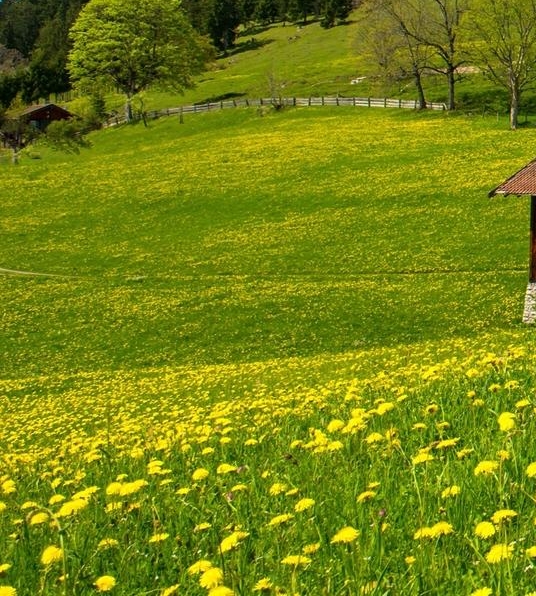 粉象生活怎么填上级邀请码