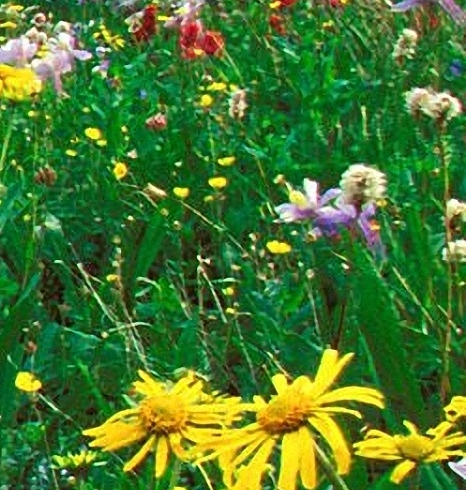 粉象生活是什么?