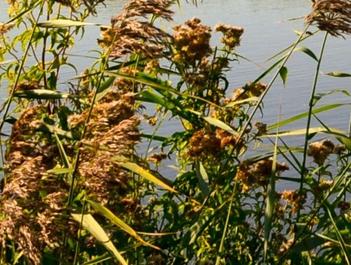 粉象生活如何领取流量