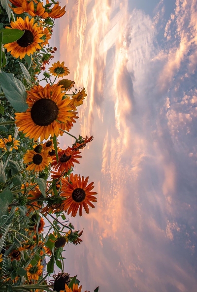 重庆粉象生活代理