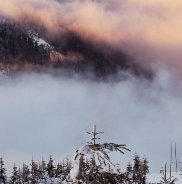 粉象生活消费者分析
