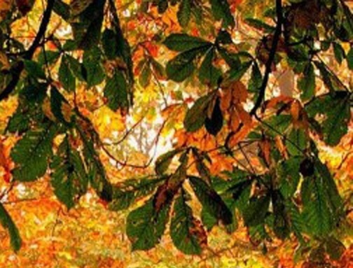 粉象生活怎么赚钱