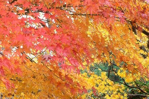 粉象生活新手怎么做