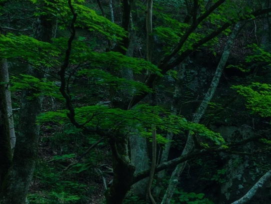 粉象生活粉丝怎么增加