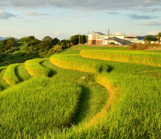 粉象生活代理商怎么样