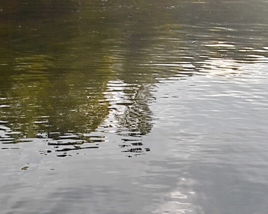 返利网和粉象生活哪个好