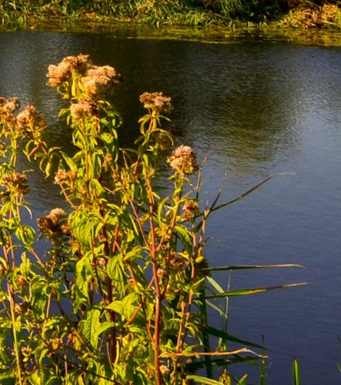 粉象生活邀请码在哪里填写